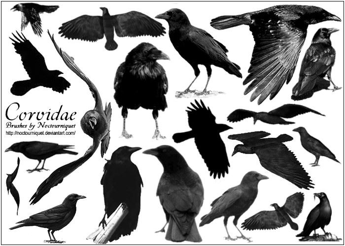 corvids